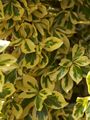 Euonymus fortunei Silver Gem-2 Trzmielina Fortunea